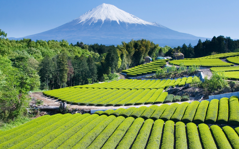 How to go green when it comes to tea